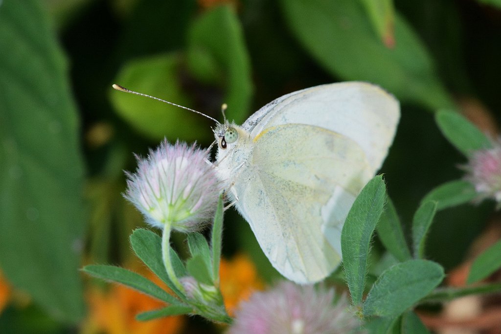 120 2013-07084015 Worcester, MA.JPG - Mustard White Butterfly (Pieris napi oleracea). Broad Meadow Brook Wildlife Sanctuary, Worcester, MA, 7-8-2013